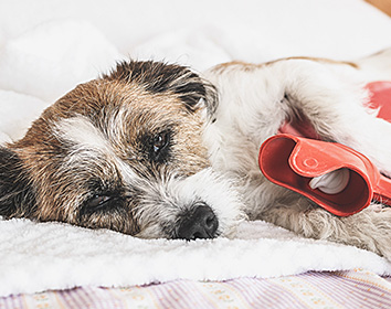 A small brown and white terrier with wiry fur is lying on a fluffy white blanket, looking tired or unwell. The dog is resting its head on the bedding and has a red hot water bottle tucked under its front paw for comfort, creating a cosy, caring scene indoors.
