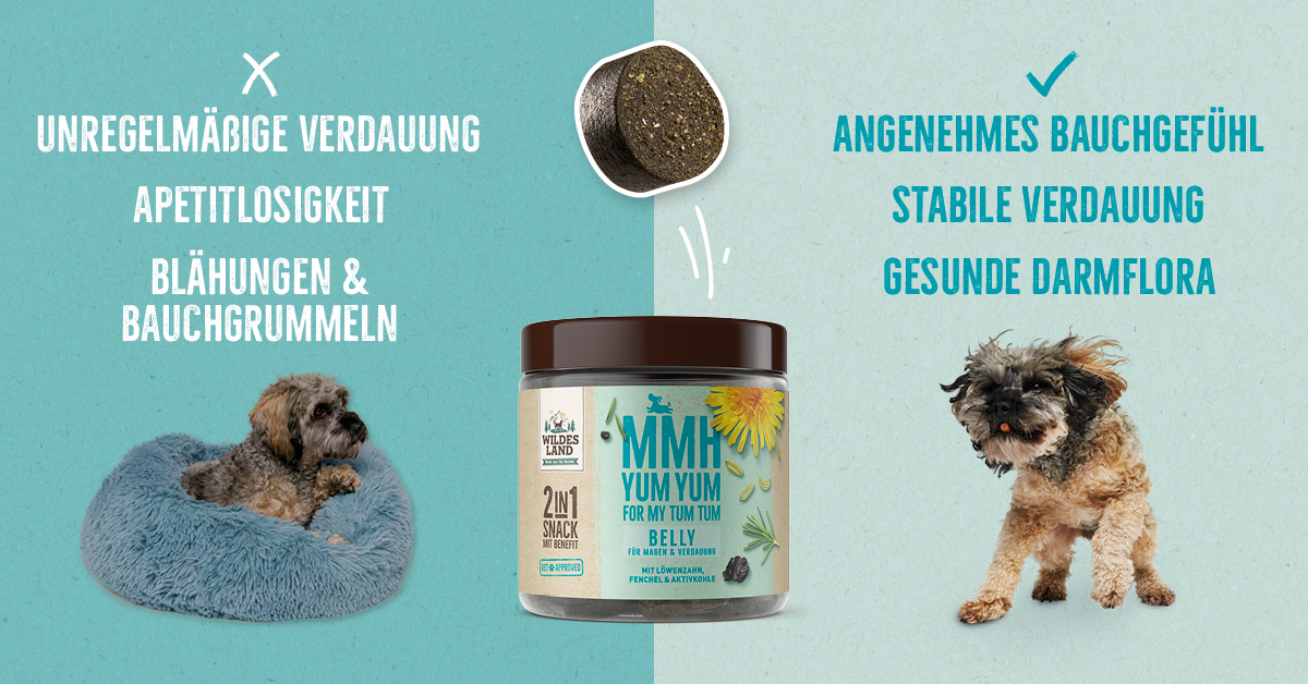 Zweigeteiltes Bild: Links ein Hund in einem Körbchen mit Schlagworten wie „Blähungen“ und „Unregelmäßige Verdauung“. Rechts ein fröhlich springender Hund, begleitet von „Angenehmes Bauchgefühl“ und „Stabile Verdauung“, unterstützt durch den „2in1 Snack BELLY“ von Wildes Land.