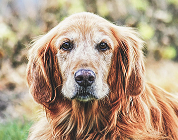 A golden retriever with a slightly greying muzzle sits outdoors, looking directly at the camera with a calm, gentle expression. The background is softly blurred with hints of greenery.