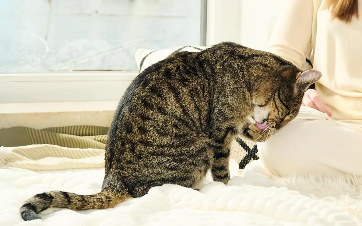 Katze sitzt auf einem Bett, schleckt sich die Pfote und wird von einer Person gestreichelt.
