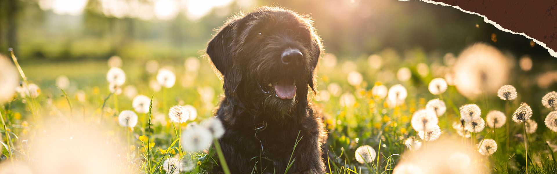 Fellwechsel beim Hund im Frühling