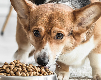 A brown, black, and white corgi is eating dry dog food from a silver bowl indoors, looking up slightly while chewing.