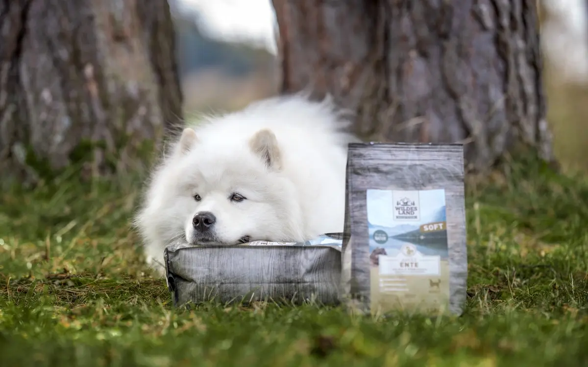 Weißer Hund liegt auf einer Wiese mit dem Kopf auf einem Futtersack, daneben steht ein weiterer Futtersack.
