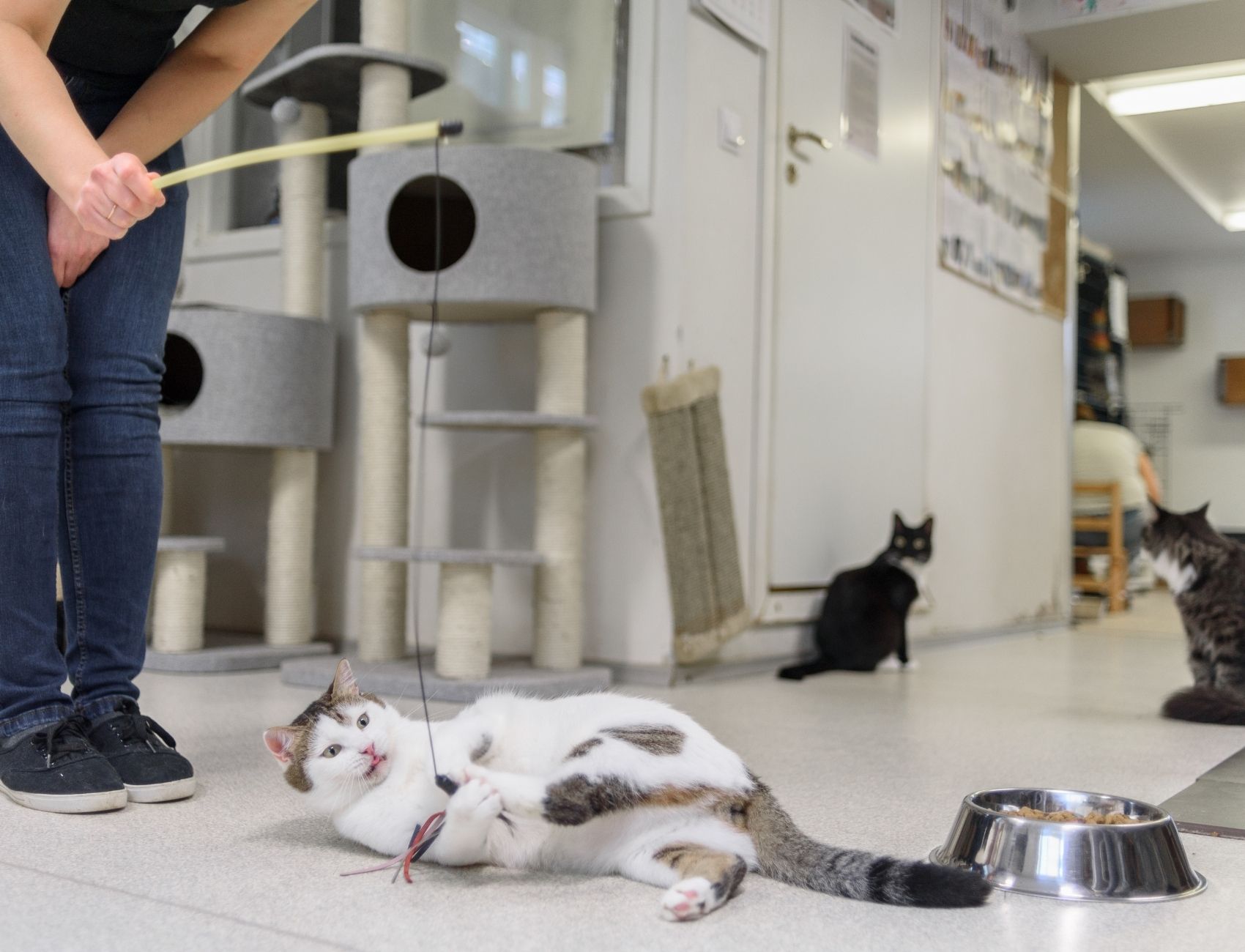 Katze spielt mit einer Spielangel in einem Tierheim