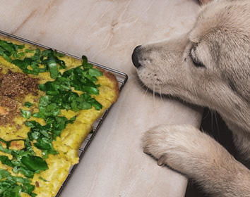 A light‑coloured dog standing with its paws on a countertop, sniffing a cooling rack holding a baked dish topped with greens and other ingredients.