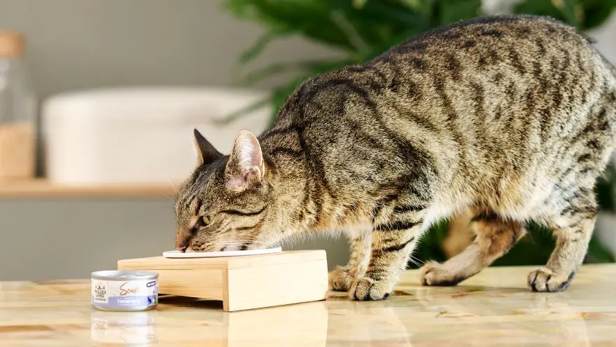 Katze frisst auf einem Tisch aus einer Futterschüssel Soup Nassfutter von Wildes Land