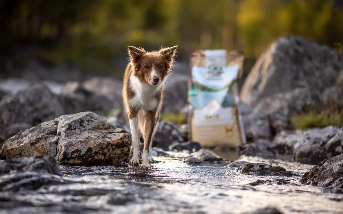 Hund steht in einem Bach, im Hintergrund steht ein Futtersack von Wildes Land.