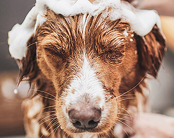 A brown and white dog with its eyes closed is being bathed, covered in white soap suds on its head and fur. Water droplets are visible as the dog stands patiently during the wash.
