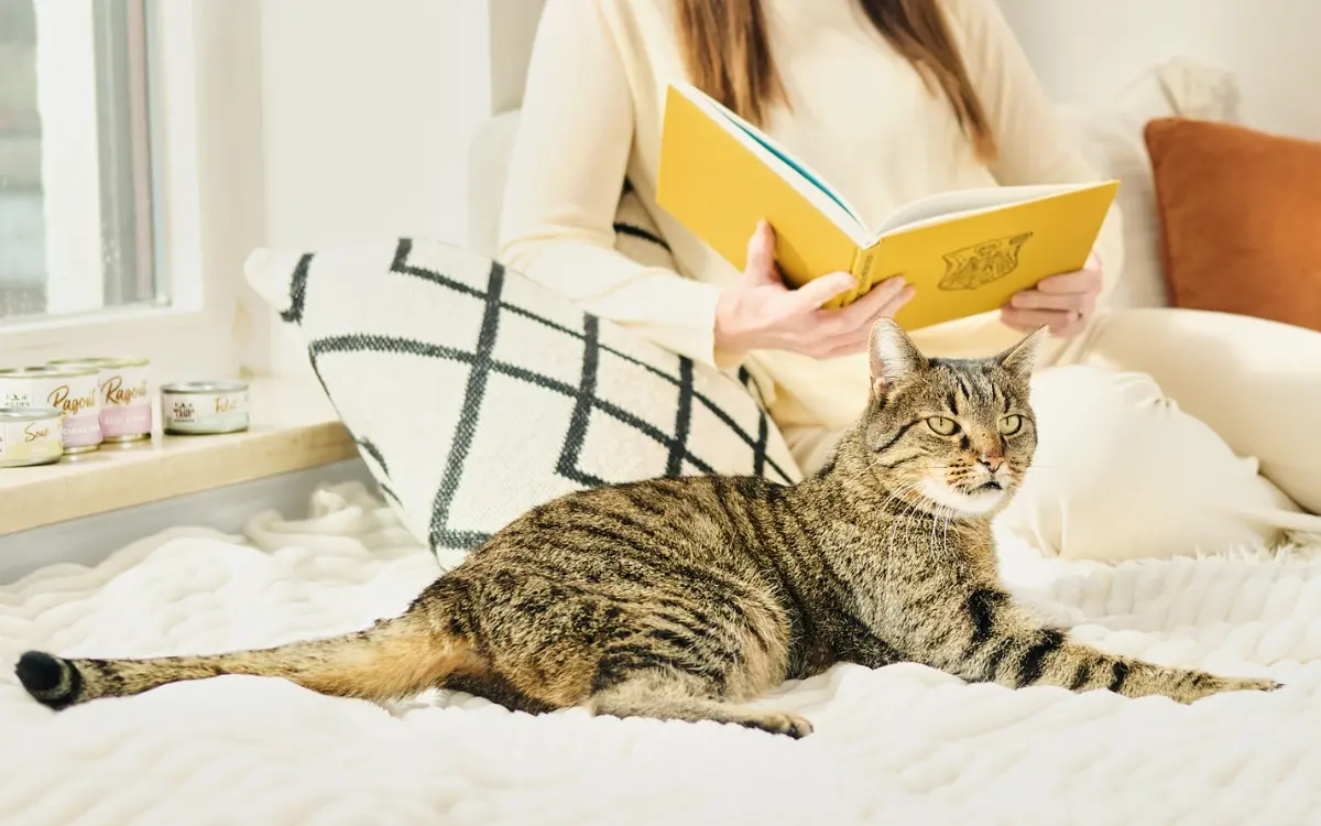Katze liegt entspannt auf einem Bett, während eine Person daneben ein Buch liest.
