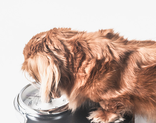 A small, overweight, sandy coloured, long-furred dog, standing on a set of scales and looking down at the display.