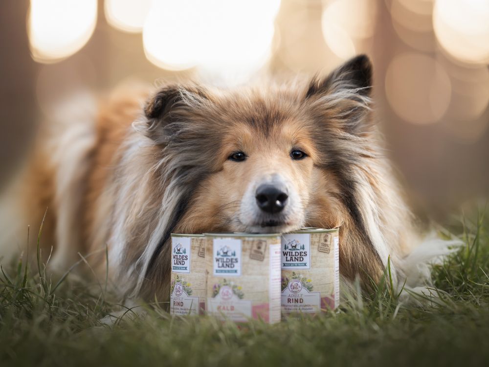 Ein großer, hellbrauner Hund liegt im Gras vor einer Packung „Wildes Land“-Hundefutter Rind. Die Szene betont die Natürlichkeit und Qualität des Rind Hundefutters.