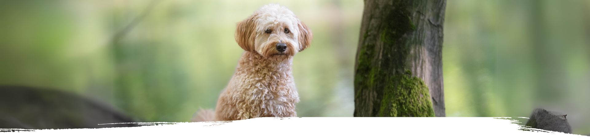 Hund steht im Wald auf einem Baum mit einer Dose Nassfutter von Wildes Land