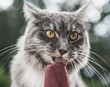 A long‑haired grey cat with golden eyes licking a dark red frozen treat, with a soft, blurred outdoor background behind it.