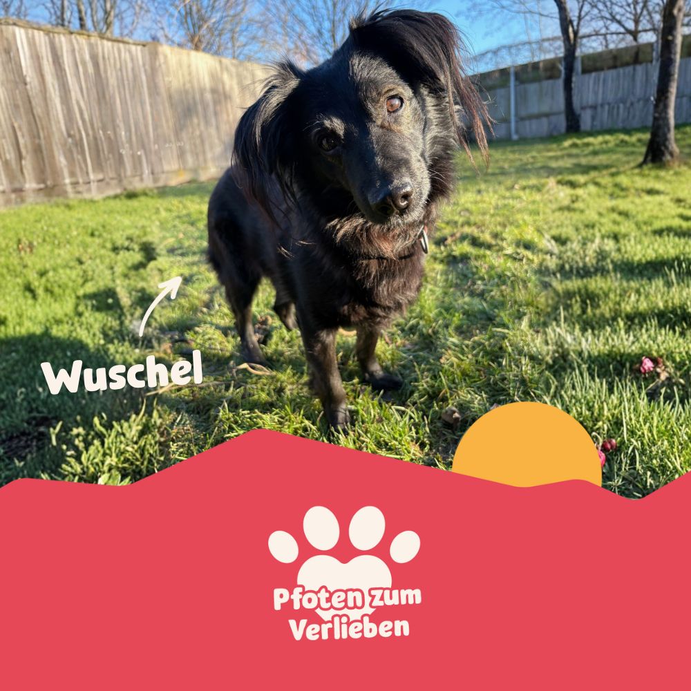 Pfoten zum Verlieben: Hund - Wuschel