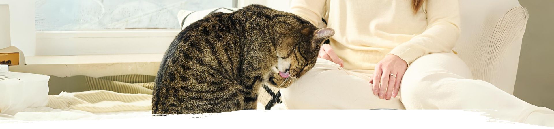 Katze sitzt neben ihrem Frauchen und leckt sich die Pfote