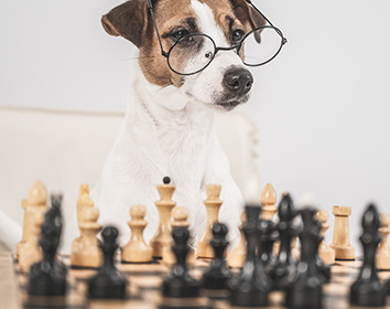 A Jack Russell Terrier wearing round spectacles, sitting behind a chessboard and looking intently at the chess pieces as if analysing the game.