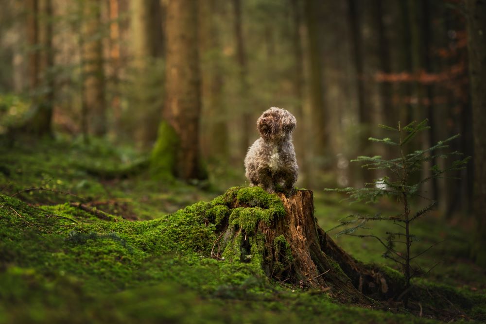 Kleiner Hund sitzt auf einem Baumstamm im Wald