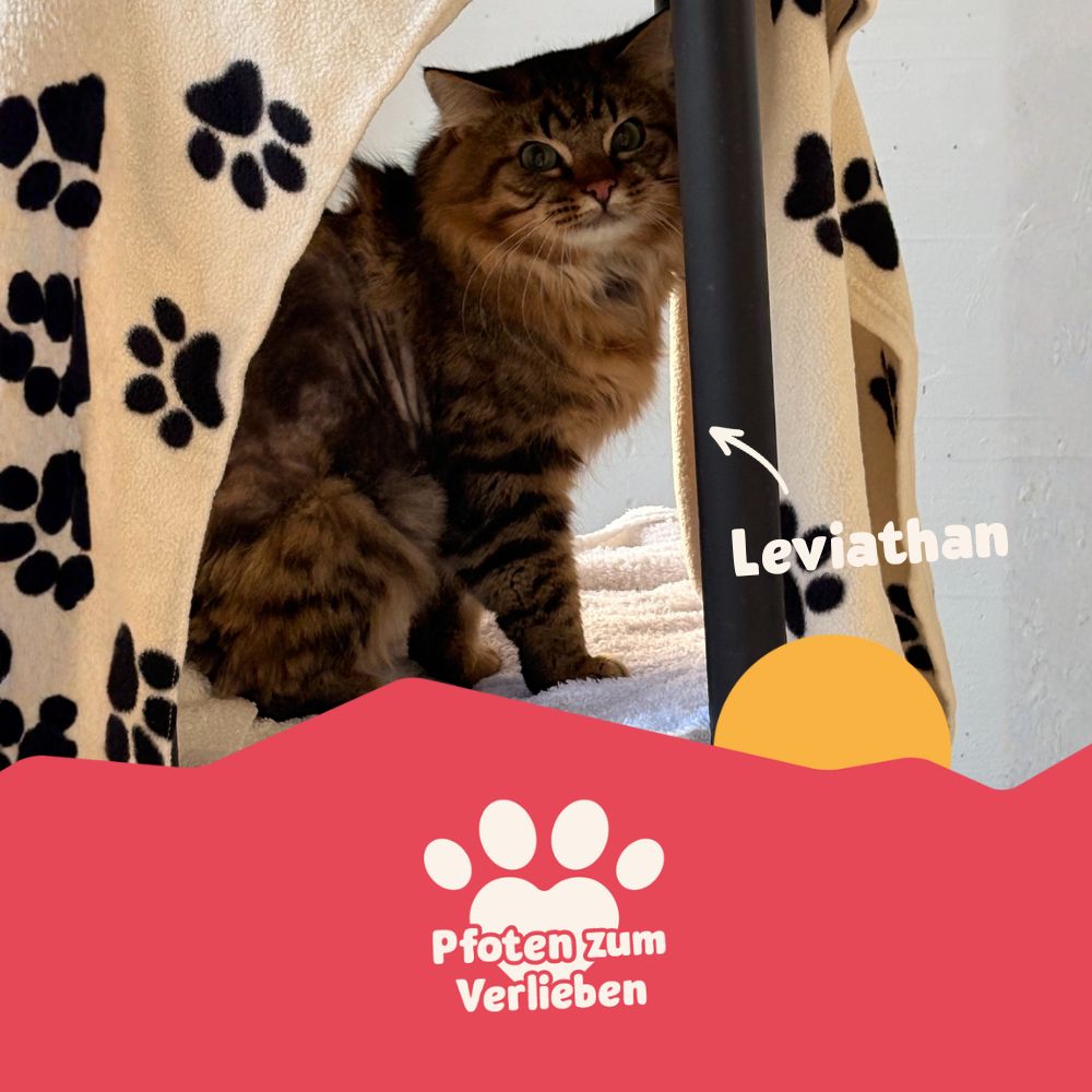 Pfoten zum Verlieben - Katze - Leviathan
