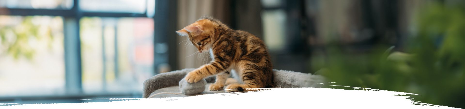 Ein verspieltes Kitten spielt mit einer Plüschkugel – ideal zur Vorbereitung auf die Grundausstattung, wenn ein Kätzchen einzieht.