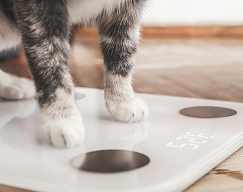 Close-up of a cat’s paws standing on a digital weighing scale placed on a wooden floor.