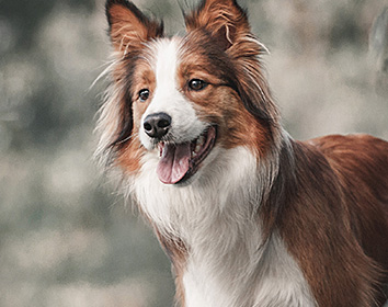 A brown and white dog with fluffy fur stands outdoors, looking alert with its mouth open and tongue slightly out, as if smiling. The blurred background suggests a natural setting.