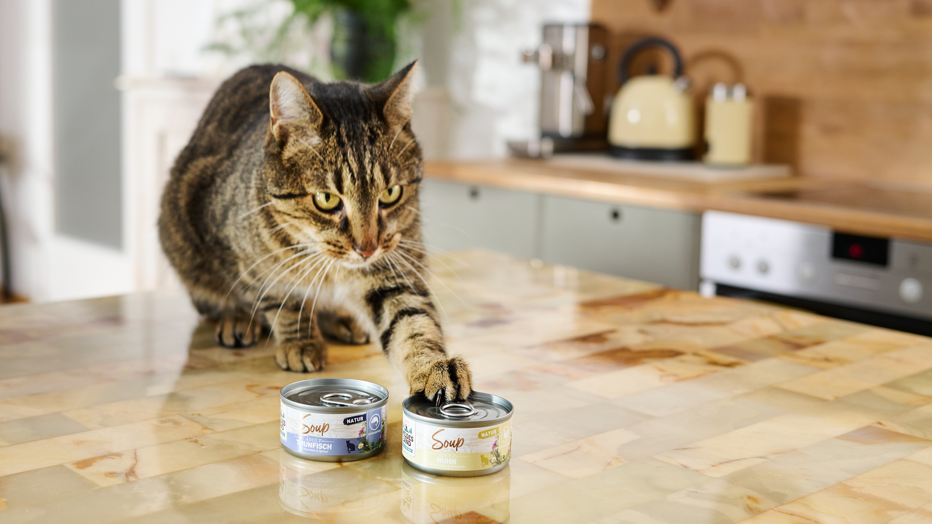 Katze sitzt auf dem Tisch vor ihr stehen zwei Dosen Soup Nassfutter für Katzen