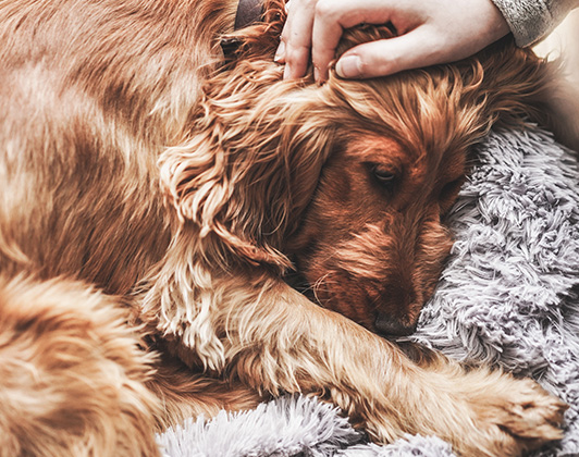 A long-haired golden dog resting on a grey fluffy blanket looking unwell, while its owner gently strokes its head.