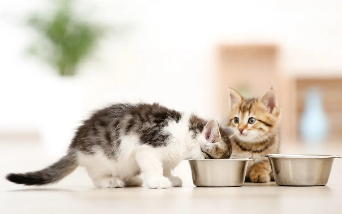 Kätzchen frisst oder trinkt aus einem Napf auf dem Boden.
