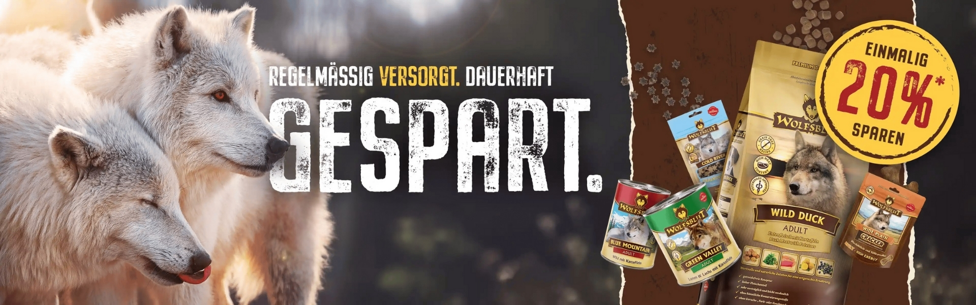 Zwei weiße Wölfe schauen nach rechts bei Sonnenaufgang in einem dunklen Wald