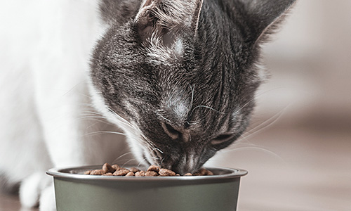 A close-up photograph of a grey and white cat eating from a dark green metal bowl filled with dry cat food. The cat's fur is a mix of white and grey with darker tabby markings on its head and ears. Its whiskers extend outward as it leans down to take a bite, and its eyes are partially closed. The bowl is placed on a smooth, light-coloured surface, and the background is softly blurred, suggesting an indoor setting.