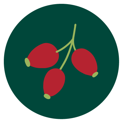 A close‑up photo of bright red rose hips with dark dried stems.