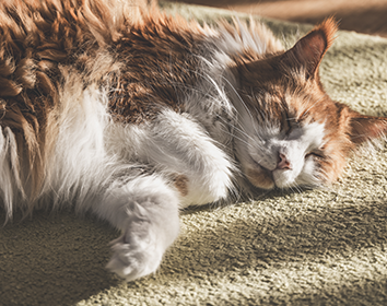 Fluffy ginger and white cat sleeping peacefully on a green carpet in a patch of sunlight.
