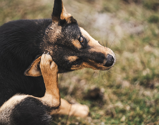 Black and tan dog sitting on the grass scratching the top of its head with its hind leg.