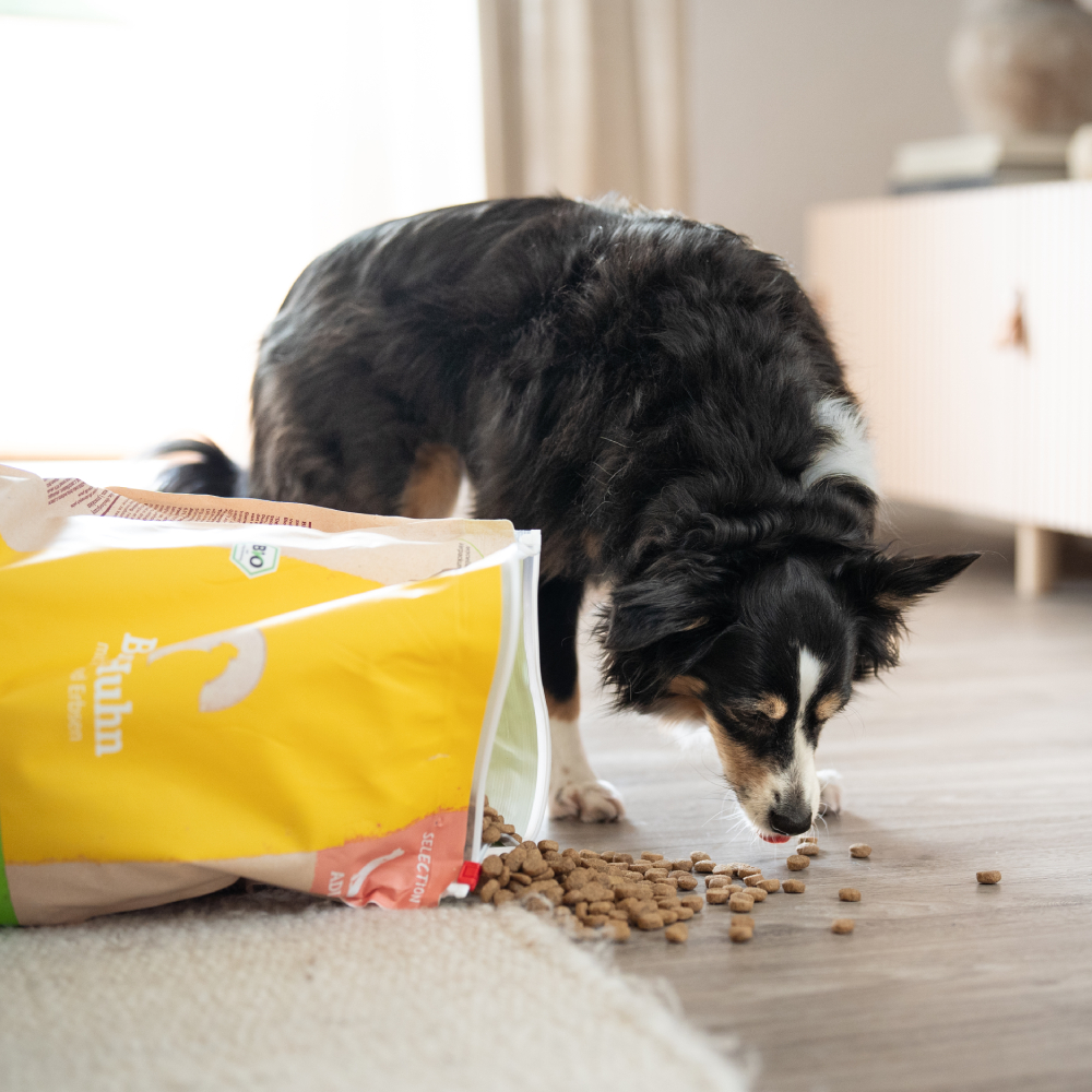 Hund frisst verstreutes Bio-Trockenfutter