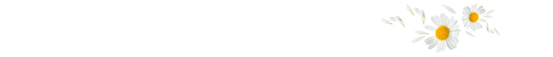 Seitentrenner: Zwei weiße Kamillenblüten mit gelbem Zentrum und umherfliegenden Blütenblättern auf weißem Hintergrund. Symbolisiert natürliche Inhaltsstoffe mit beruhigender und entspannender Wirkung.