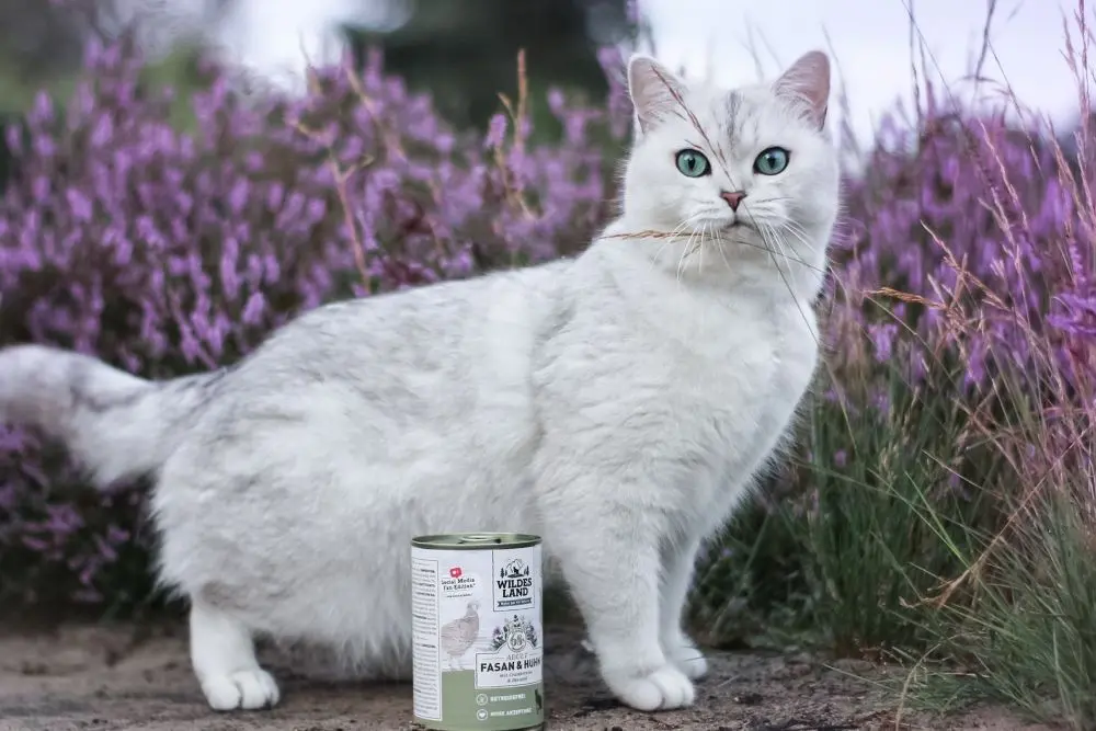 Eine weiße Katze steht auf sandigem Boden vor einer Wiese mit violett-blühenden Pflanzen. Vor ihr steht eine Dose Wildes Land Nassfutter, Sorte Fasan & Huhn.