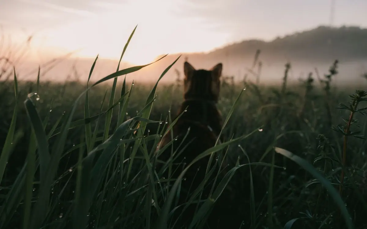 Hund sitzt im hohen Gras und blickt in den Sonnenaufgang.