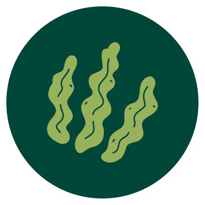 A close-up of dark green spirulina powder.