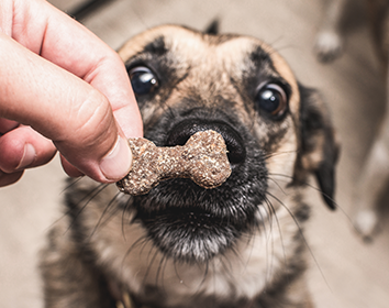 Close-up of a small dog looking eagerly at a bone-shaped treat being held in front of its nose.