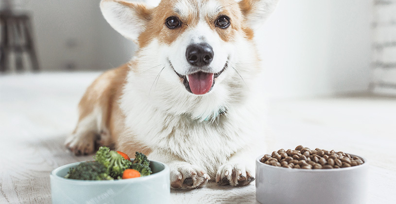 Naturally hypoallergenic food and treats for dogs and cats | Arden Grange