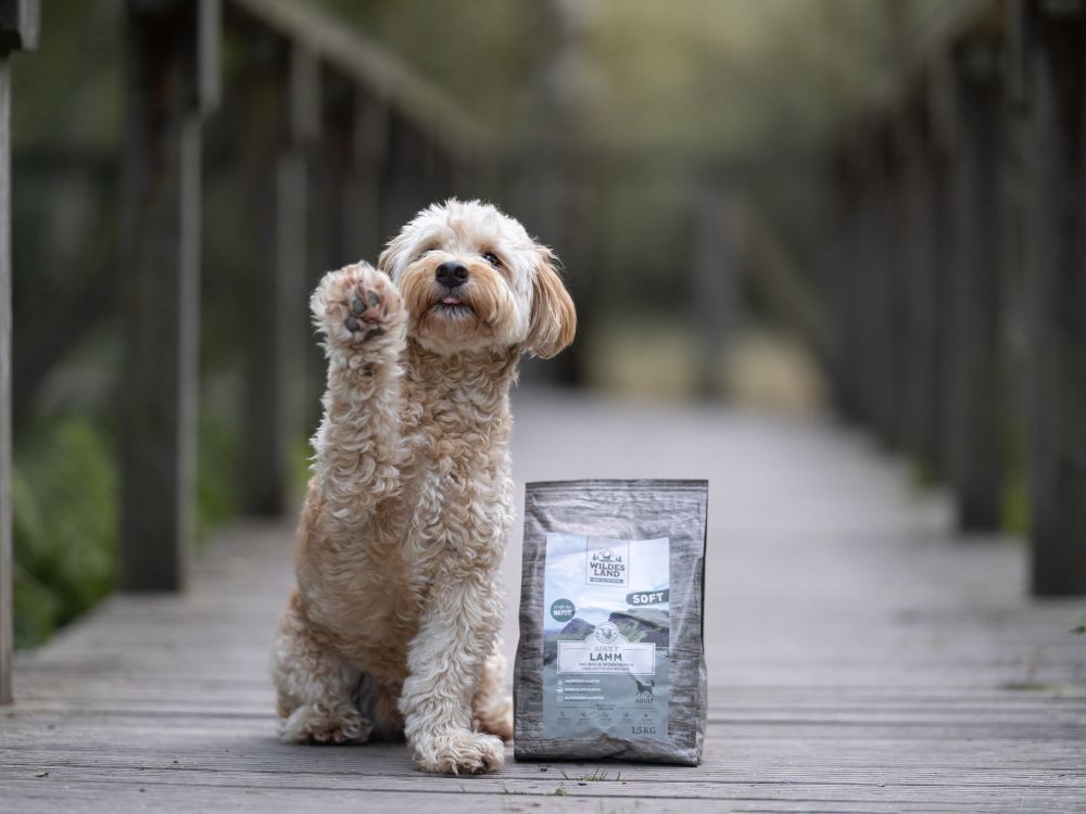 Ein großer, hellbrauner Hund liegt im Gras vor einer Packung „Wildes Land“-Hundefutter Rind. Die Szene betont die Natürlichkeit und Qualität des Rind Hundefutters.