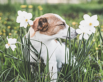 A small white and brown dog sits in a grassy field surrounded by blooming white daffodils, eyes closed as if enjoying the scent or the gentle spring breeze.