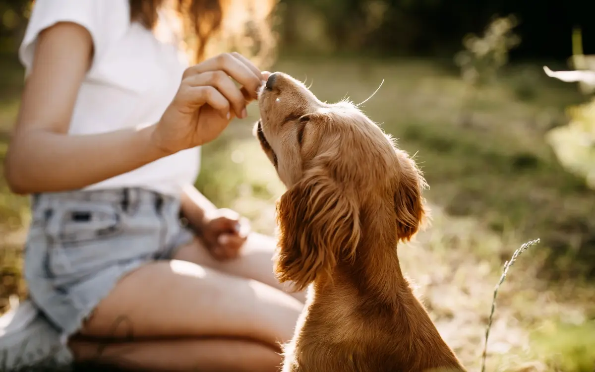 Frauchen gibt einem Welpen draußen ein Leckerli.