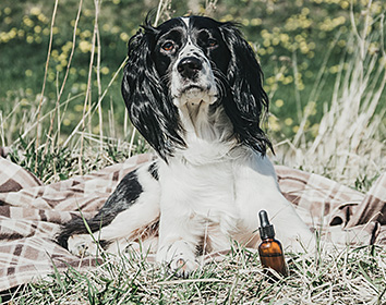 A black and white spaniel lies on a brown checked blanket outdoors in a grassy field. In front of the dog is a small amber glass dropper bottle, suggesting a natural or grooming product setting.