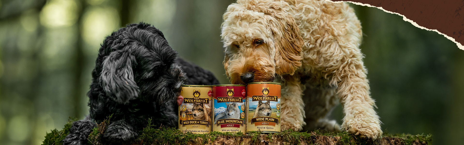 Vorteile von Nassfutter für Hunde