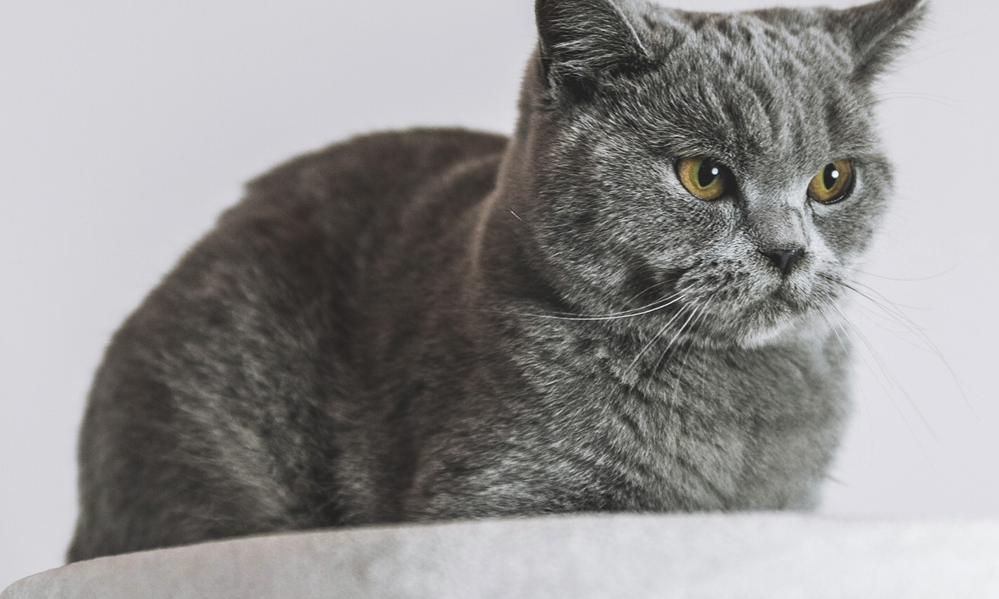 A senior grey British Shorthair cat with dense, plush fur and striking amber eyes sits attentively on a soft, light-coloured surface. The cat has a calm yet focused expression, with its ears perked up and whiskers slightly fanned out. The background is a neutral light grey, complementing the cat's fur.