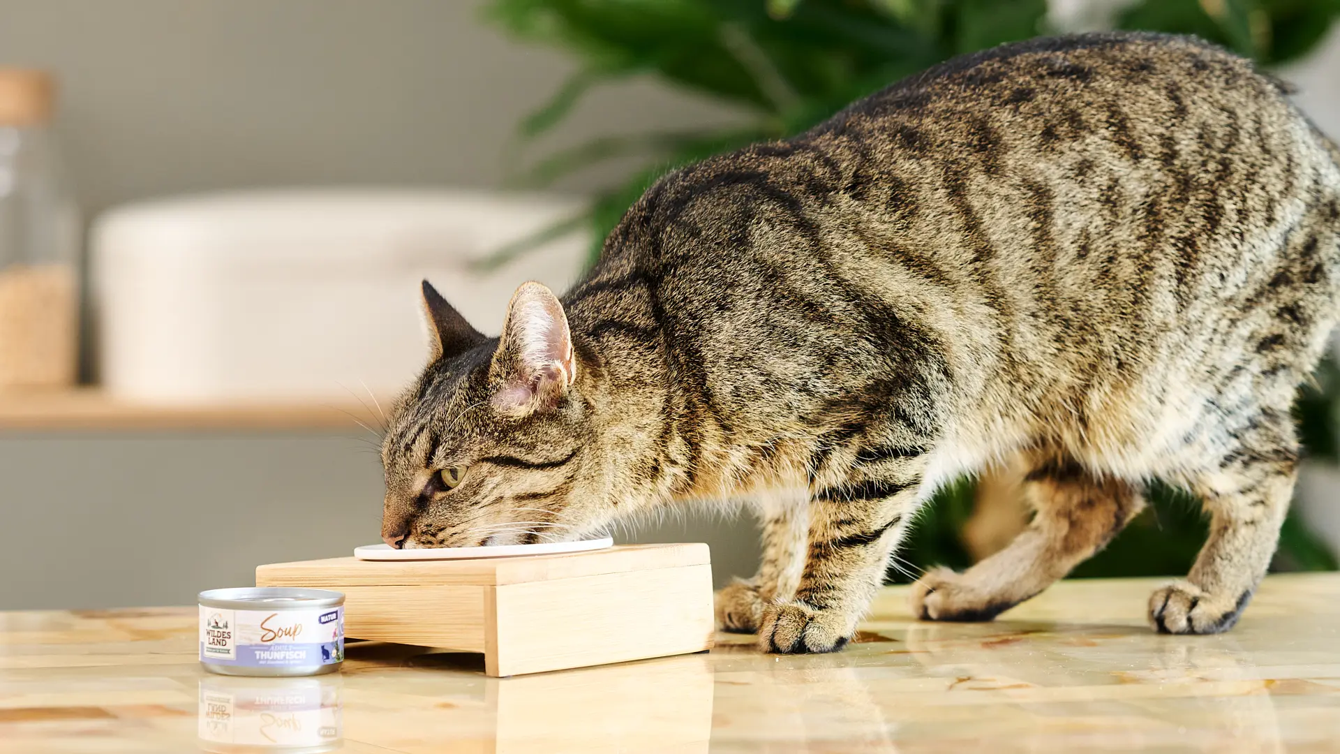 Katze frisst genüsslich aus ihrem Napf das leckere Nassfutter Filet von Wildes Land