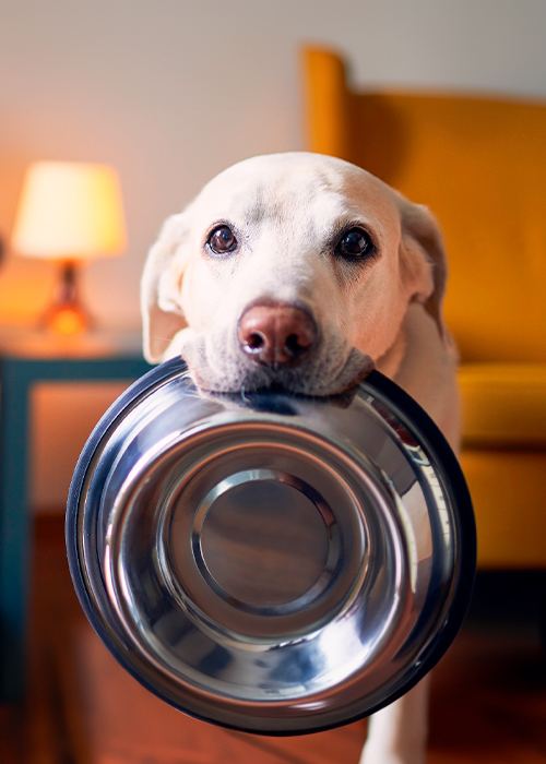 älterer Hund mit einem Napf
