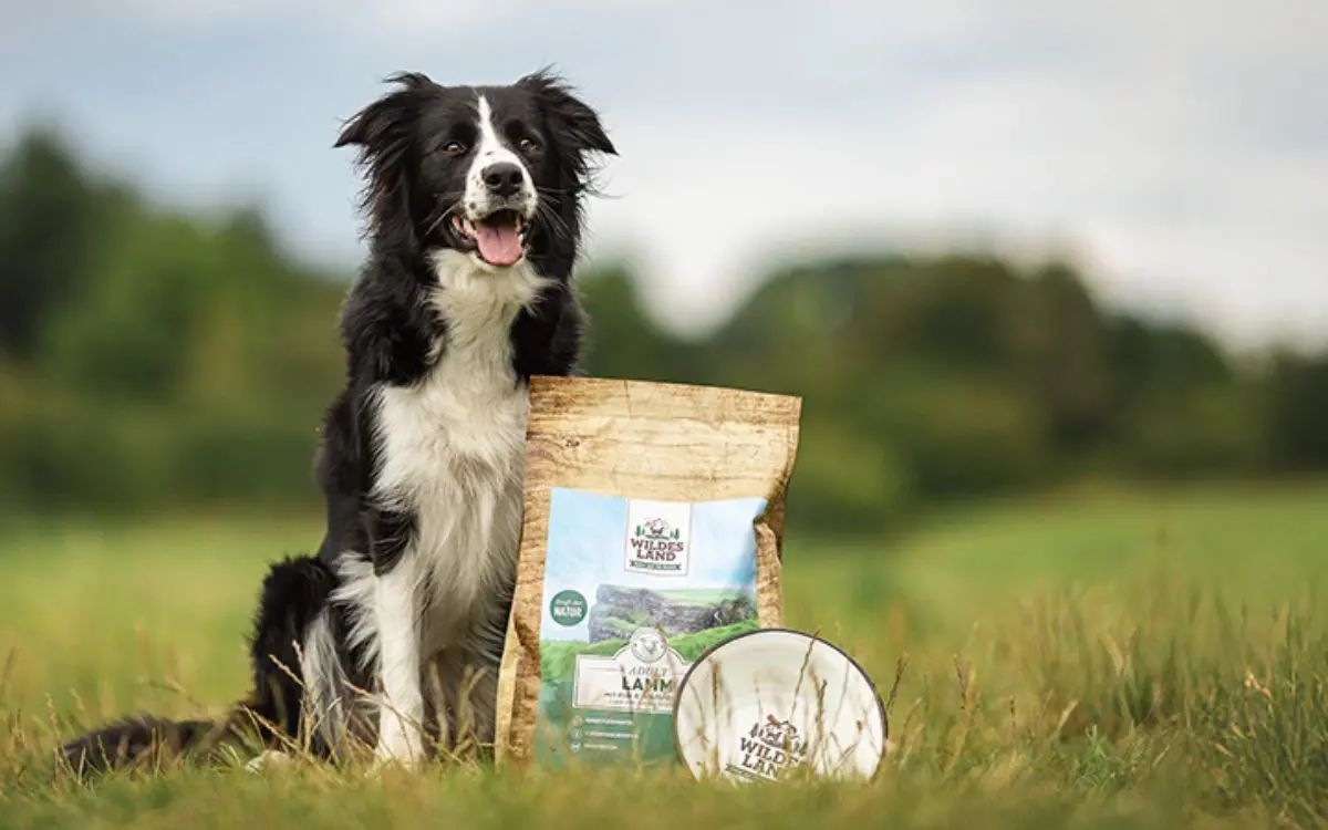Hund sitzt auf einer Wiese neben einem Futtersack und einem Wildes Land Napf
