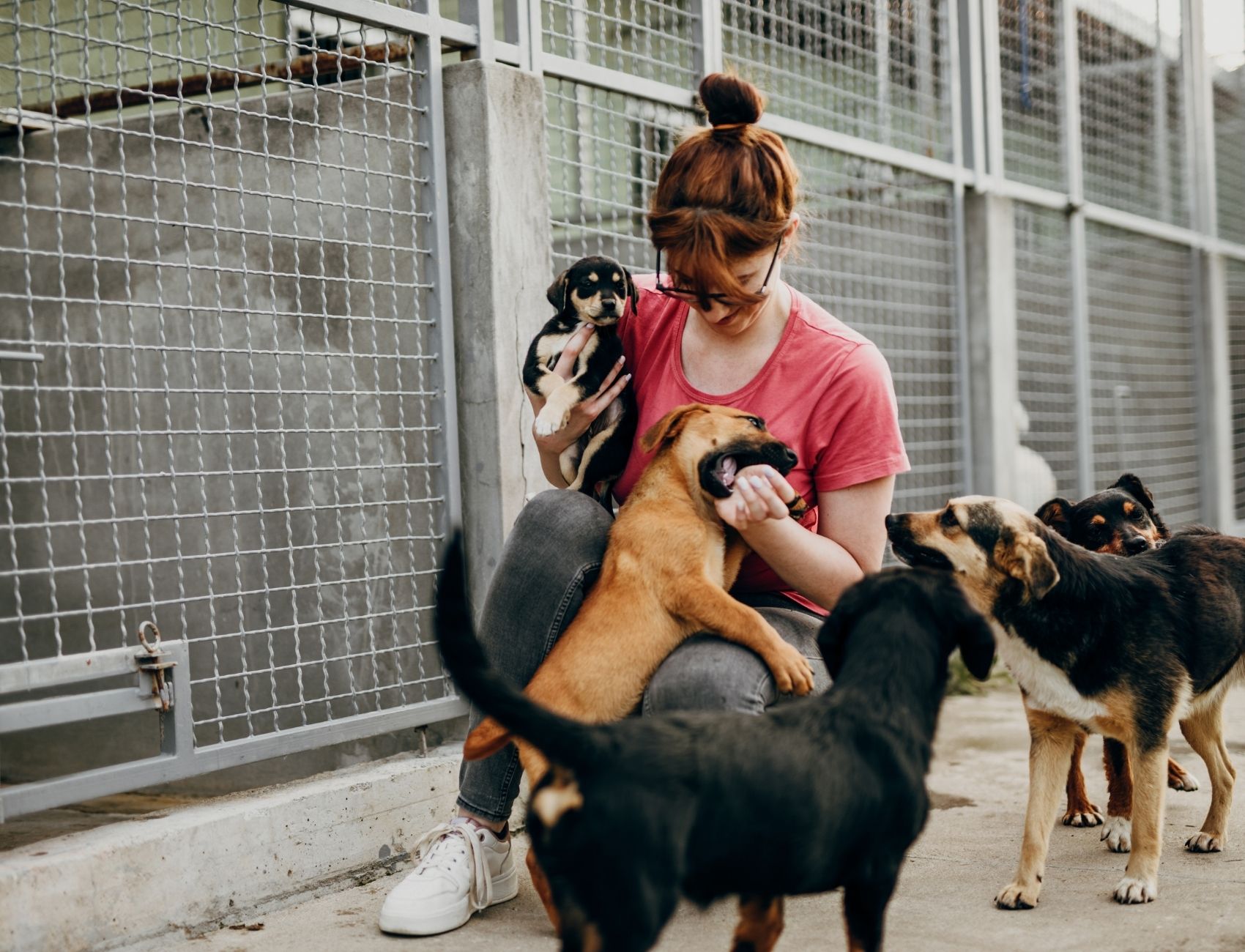 Eine Frau streichelt mehrere Hunde in einem Tierheim